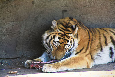 Cat lying down in zoo