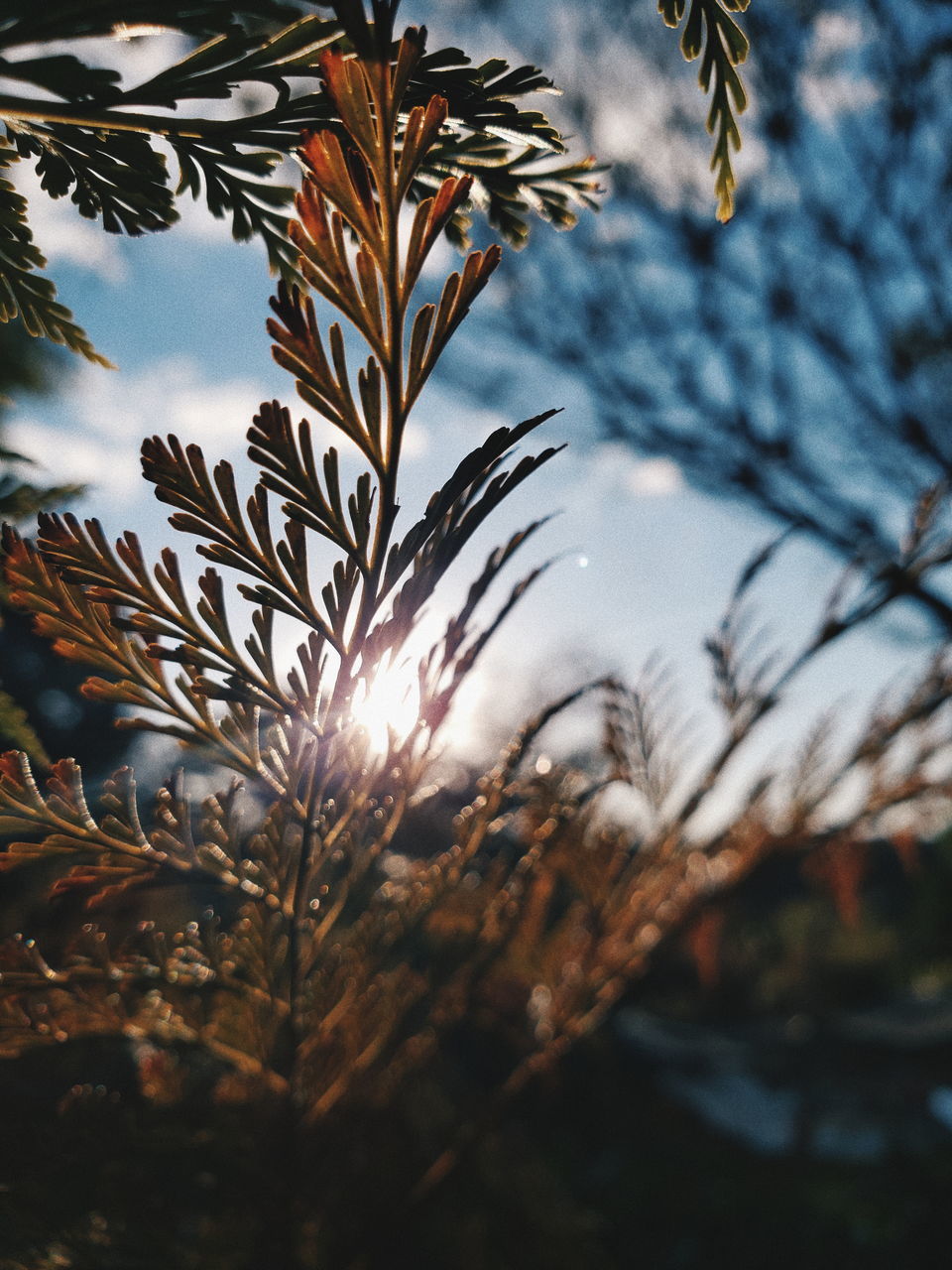 plant, growth, beauty in nature, nature, close-up, sky, sunlight, no people, focus on foreground, selective focus, tree, sunset, outdoors, sun, leaf, day, lens flare, plant part, tranquility, back lit