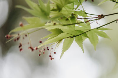 Close-up of plant