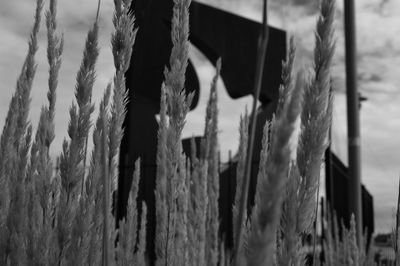 Close-up of tree trunk
