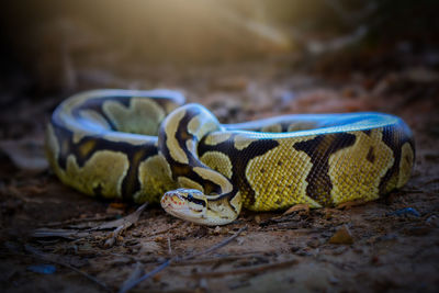 Close-up of snake on field