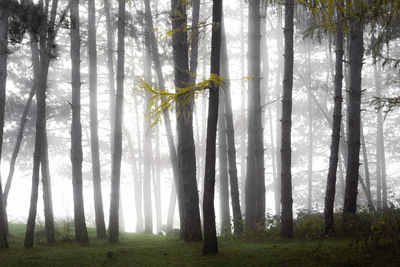 Trees in forest