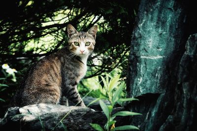 Portrait of a cat