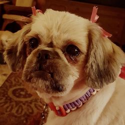 Close-up portrait of a dog