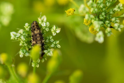 Close-up of insect pollinating on flower