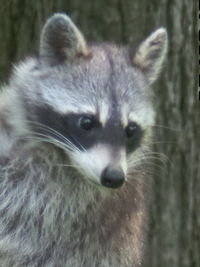 Close-up of cat