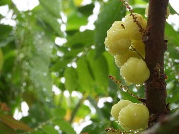 Low angle view of yellow flowers on tree