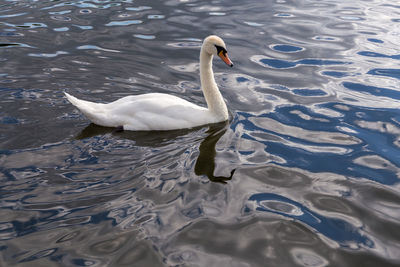 High angle view of swan swimming in lake