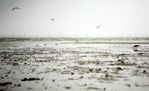 Bird flying over landscape