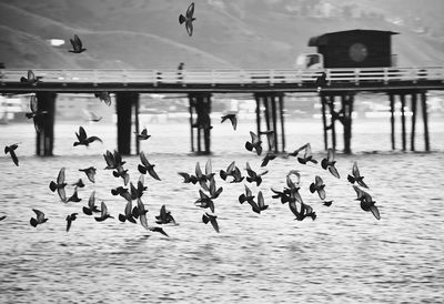 Flock of birds flying against the sky