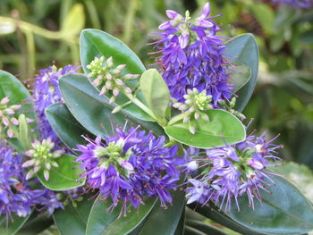 Close-up of purple flowering plant