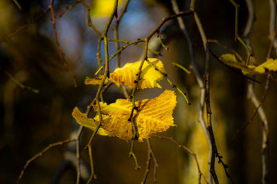 Close-up of yellow flowering plant