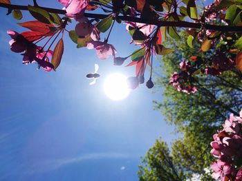 Low angle view of pink flowering tree against bright sun