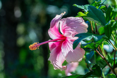 Close-up of pink hibiscus flower