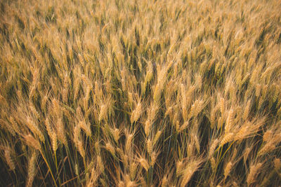 Full frame shot of wheat field