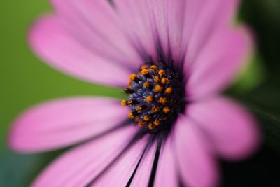 Close-up of pink flower