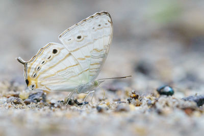 Close-up of butterfly on the ground