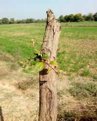 Bird perching on tree in field