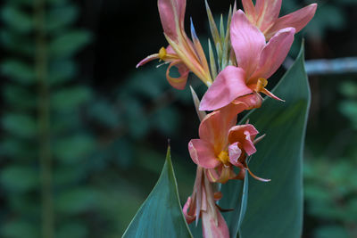 Close-up of pink flowers