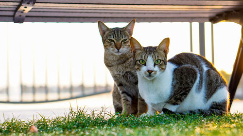 Close-up portrait of cat sitting on grass