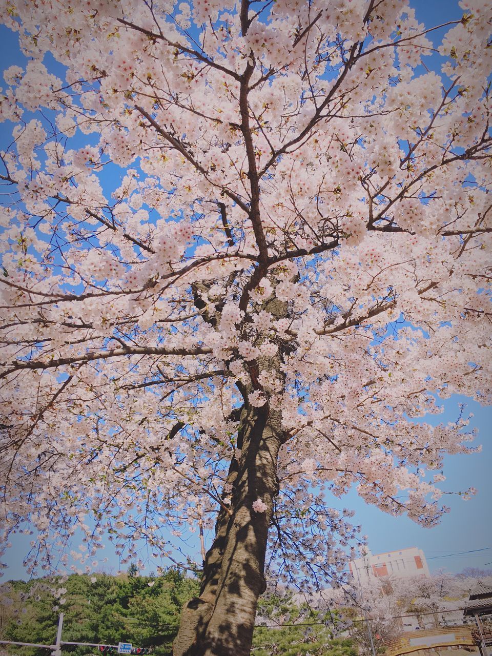 tree, no people, nature, day, sky, blue, outdoors, low angle view, close-up, clear sky, growth, beauty in nature, branch, fragility