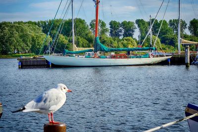 Seagull on a boat