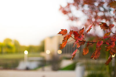 Close-up of autumn tree against sky