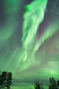 Low angle view of trees against sky at night
