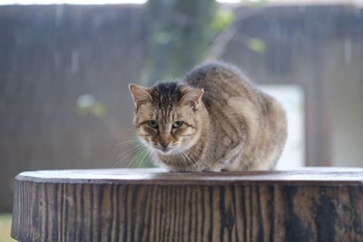 Close-up portrait of cat