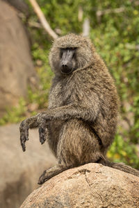 Close-up of monkey sitting on rock