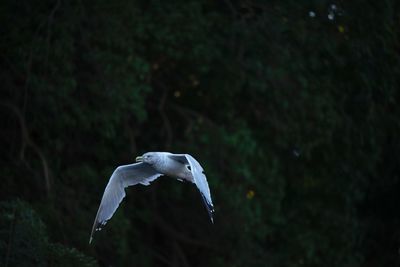 Seagull flying