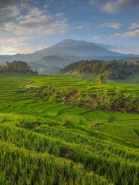 Scenic view of agricultural field against sky