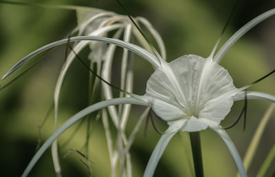 Close-up of white flower