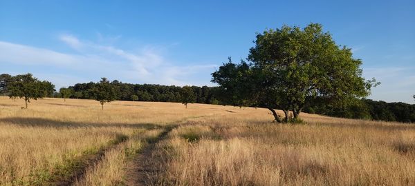 Trees on field against sky