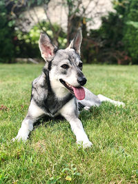 Close-up of dog on grassy field