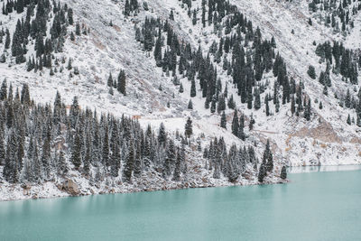 View of pine trees on snow covered land