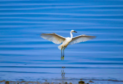 Seagull flying over sea