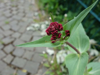 Close-up of insect on flower