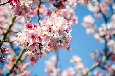 Low angle view of cherry blossom