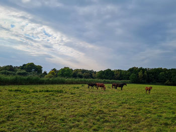 Horses in a field