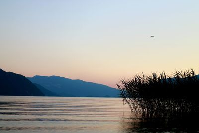 Silhouette birds flying over sea against clear sky