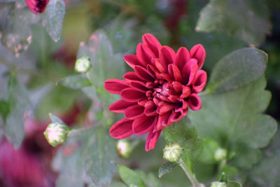 Close-up of pink flower