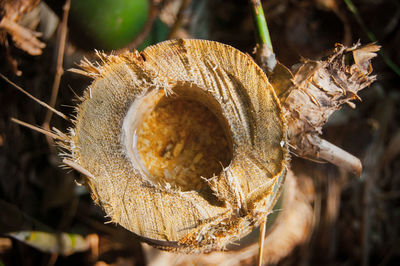 Close-up of dry plant on field