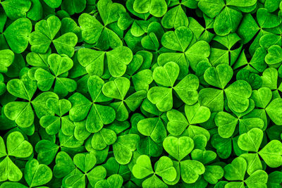 Full frame shot of plants