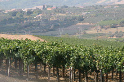 agriculture