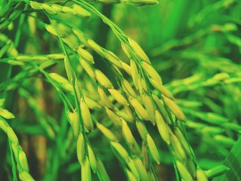 Close-up of crops growing on field