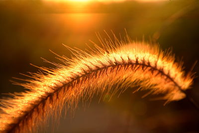 Close up grass flowers on sun set