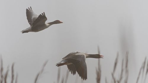 Low angle view of seagulls flying against the sky