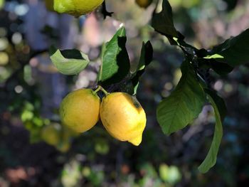 Close-up of fruits growing on tree