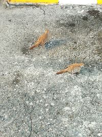 High angle view of fish swimming in sand